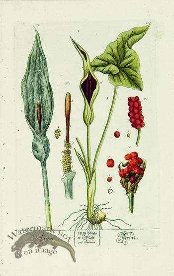 Blackwell German 003